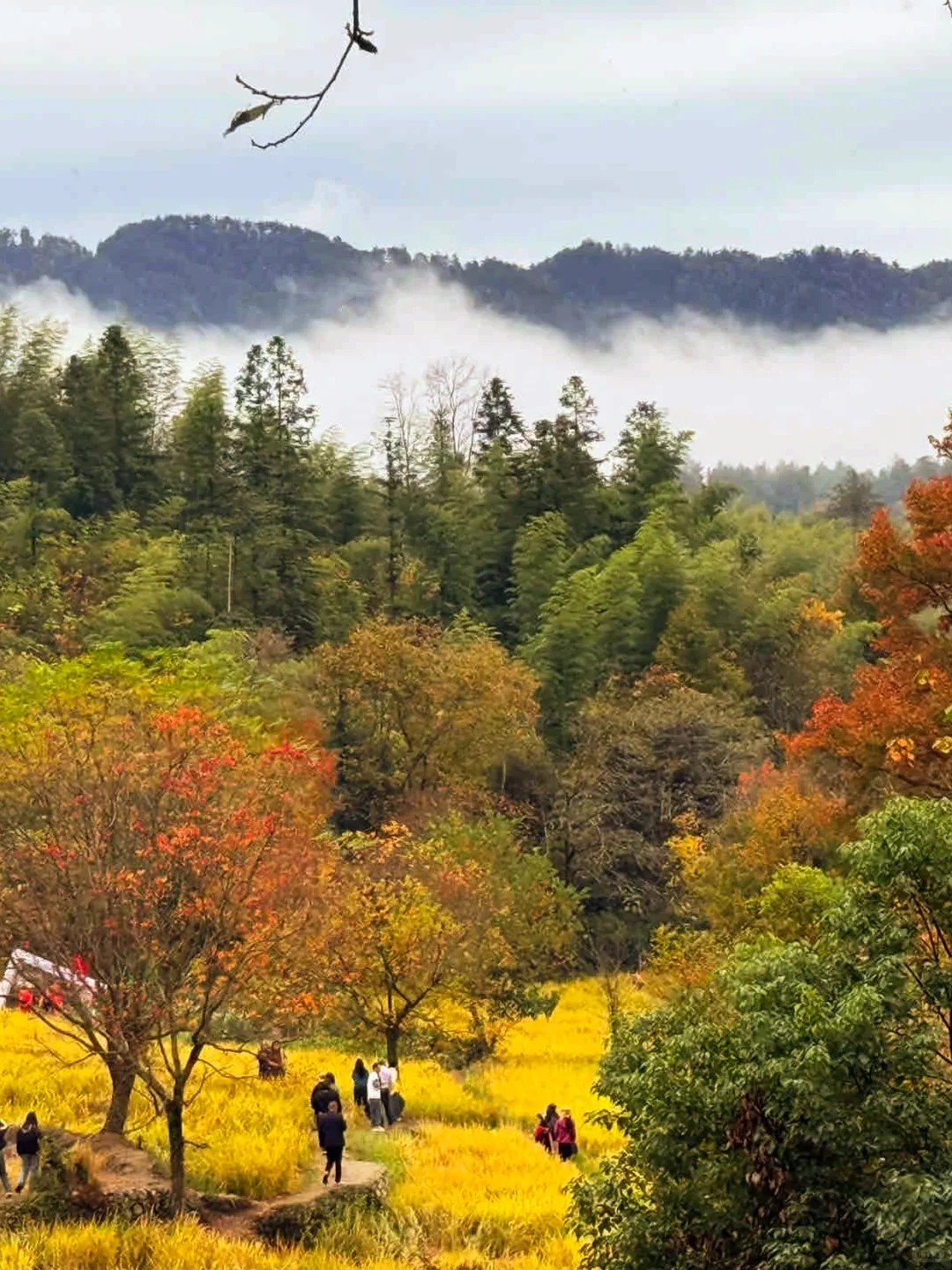 塔川的秋天美哭了😭，根本没有平替_3_麦客旅行_徽州-赏秋-国庆特辑-来自52tours 我爱旅游网